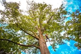 Best Tree and Shrub Care  in Greenfield, MO