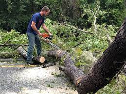 How Our Tree Care Process Works  in  Greenfield, MO
