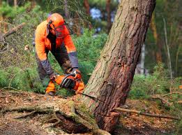 Best Commercial Tree Services  in Greenfield, MO