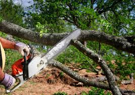 Best Pest Control for Lawns  in Greenfield, MO