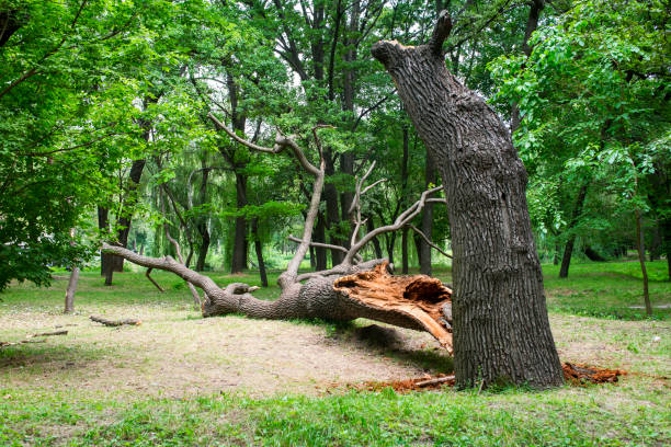Best Tree Health Inspection  in Greenfield, MO