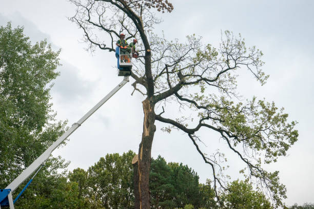 Best Tree Risk Assessment  in Greenfield, MO