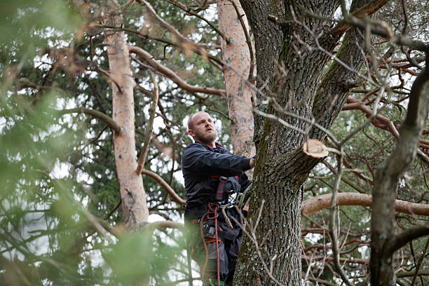 How Our Tree Care Process Works  in  Greenfield, MO